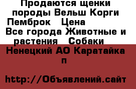 Продаются щенки породы Вельш Корги Пемброк › Цена ­ 40 000 - Все города Животные и растения » Собаки   . Ненецкий АО,Каратайка п.